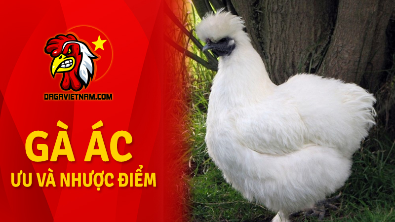 Gà Ác loại lớn, gà ác lai - Ưu nhược điểm của gà Ác