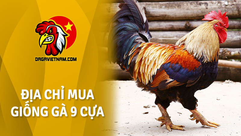 Gà chín cựa ở đâu? Địa chỉ mua giống gà 9 cựa
