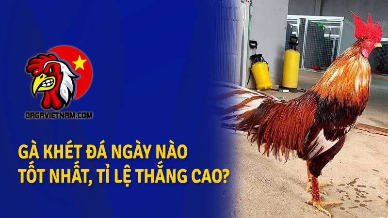 Gà khét đá ngày nào tốt nhất, có tỷ lệ dành chiến thắng cao?