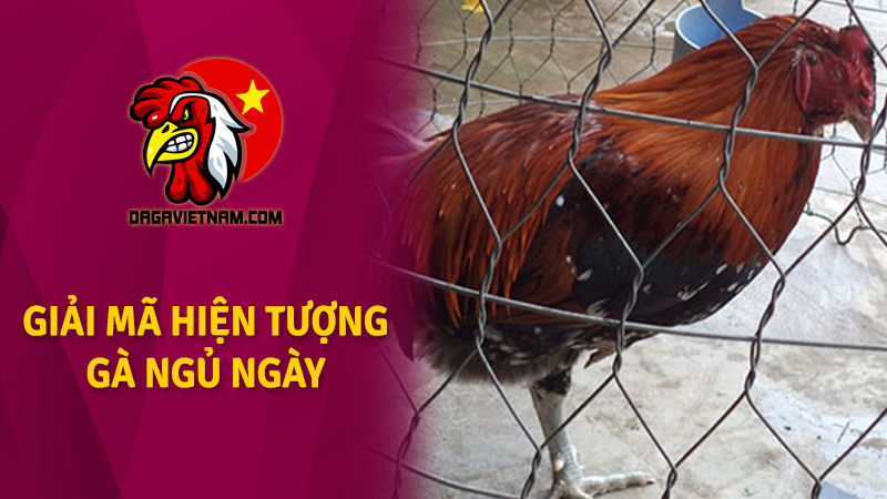 Gà ngủ ngày tốt hay xấu? Giải mã hiện tượng gà ngủ ngày