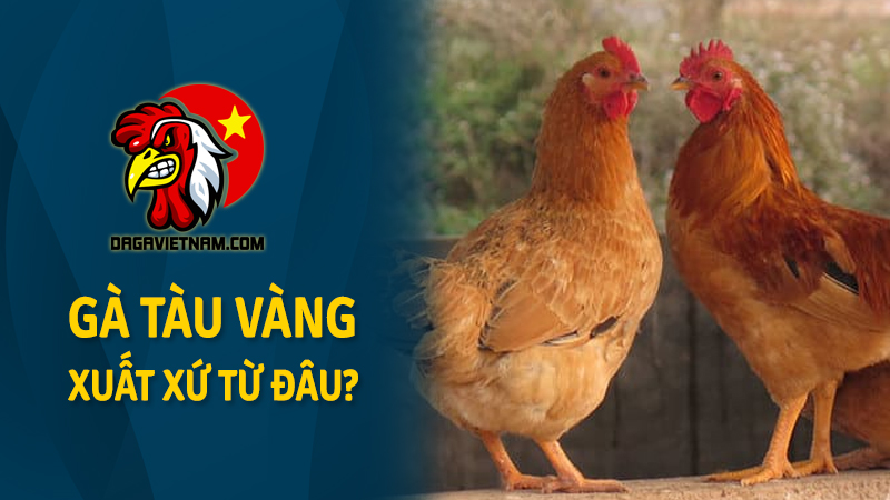 Gà Tàu Vàng xuất xứ từ đâu? Giá bao nhiêu?
