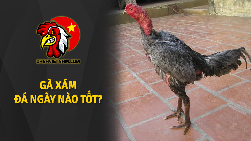 Gà xám đá ngày nào tốt? Xem gà Xám nên đá ngày nào?