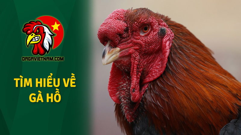 Gà Hồ ở đâu? Bao nhiêu tiền 1 kg?