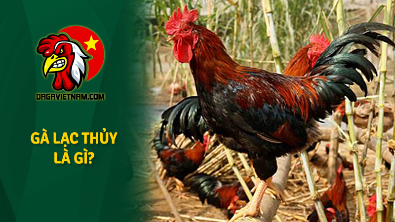 Gà Lạc Thủy thuần chủng, giá gà Lạc Thuỷ giống cập nhật