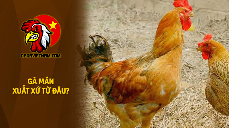 Gà Mán là gì? Ở đâu? Hình ảnh về gà Mán