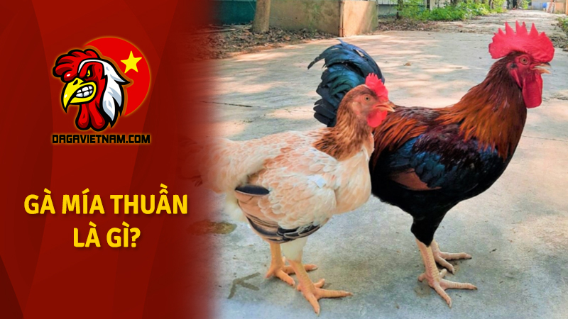 Đặc điểm gà Mía thuần chủng, địa chỉ cung cấp gà Mía