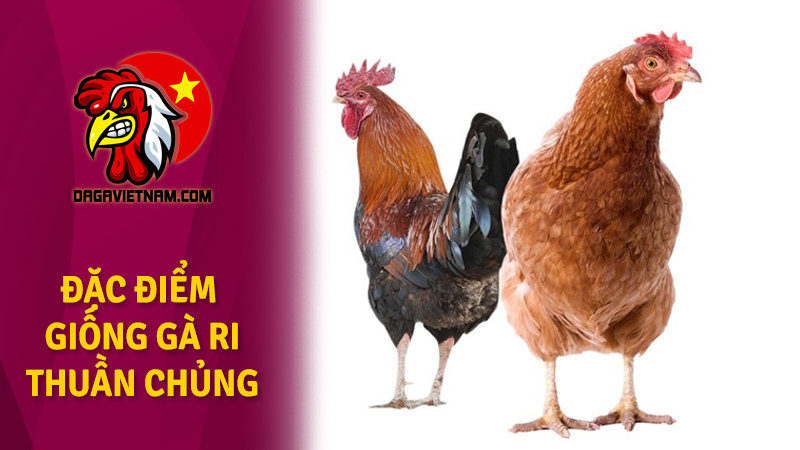 Giống gà Ri thuần chủng, nguồn gốc và đặc điểm chúng ra sao?