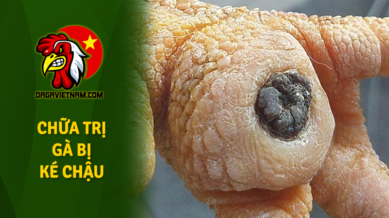 Cách trị gà bị ké chậu bằng thuốc đặc trị ké chậu ở gà