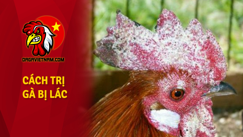 Cách trị gà bị lác theo thuốc chữa mốc lác thú ý