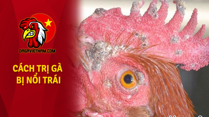 Cách trị gà bị nổi trái dứt điểm bằng thuốc đặc trị
