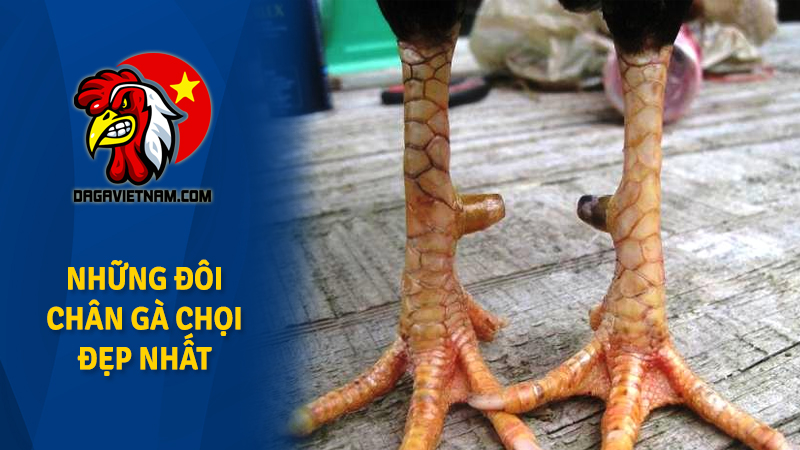 Chân gà chọi đẹp nhất, xem hình ảnh các cặp chân gà chọi đẹp