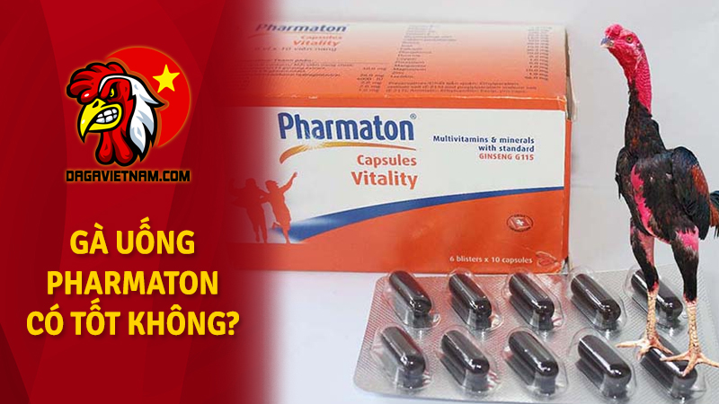 Cho gà uống Pharmaton trước khi đá và bí mật đằng sau