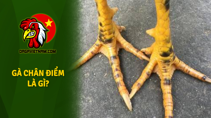 Gà chân điểm là gì? Xem hình ảnh thông tin gà chân điểm