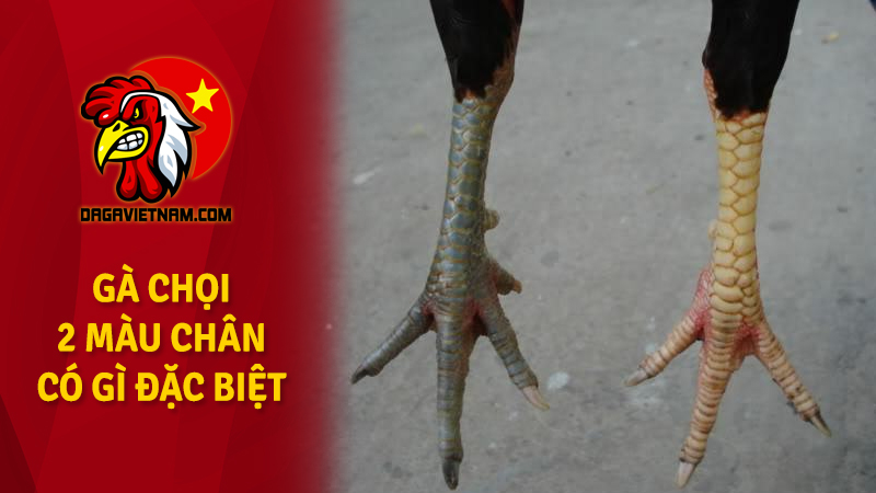 Gà chọi chân 2 màu có gì hay? Gà đá chân 2 màu đá hay không?
