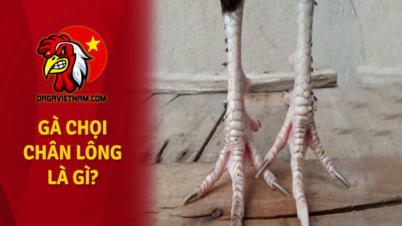 Gà chọi chân lông là gì? Xem gà chọi chân lông vảy loạn