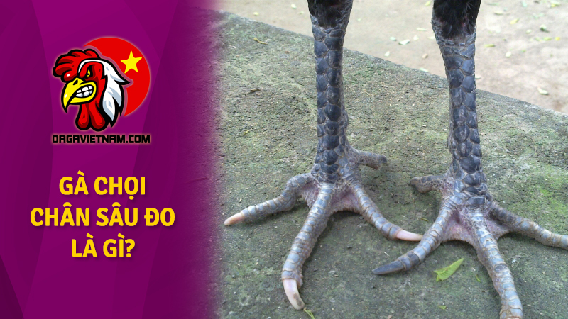 Gà chọi chân sâu đo là gì? Đi kèm vảy dép liệu có hay?