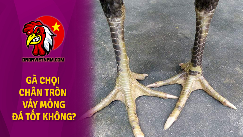 Gà chọi chân tròn vảy mỏng có gì hay?