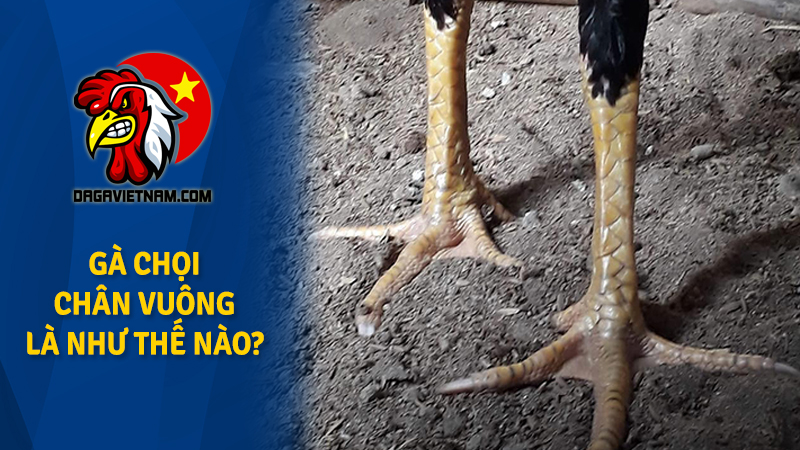 Gà chọi chân vuông có gì hay? Tìm hiểu sâu gà chọi chân vuông vảy rồng