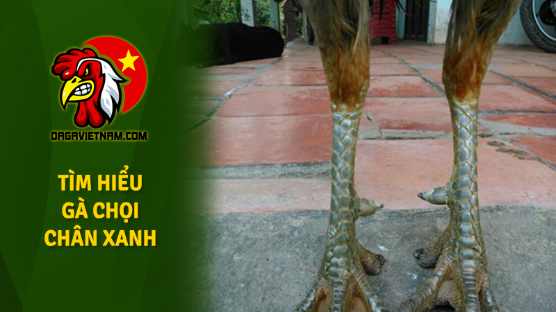 Chi tiết gà chọi chân xanh (mắt ếch, tía, ô, bịp, mơ)