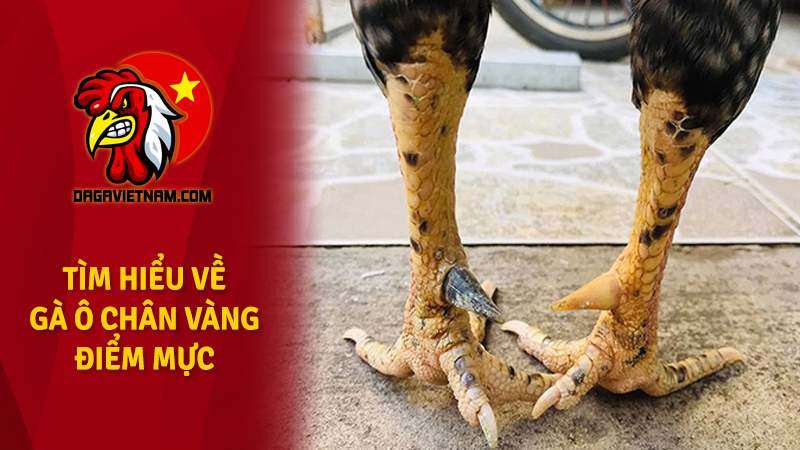 Gà ô chân vàng điểm mực là gì? Có phổ biến không?