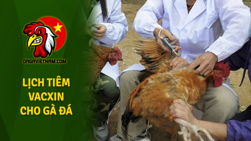 Lịch tiêm vaccine cho gà đá theo chuẩn thú y
