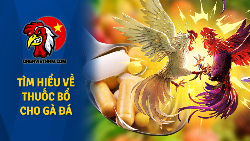 Thuốc bổ cho gà đá cựa sắt được nhiều sư kê sử dụng