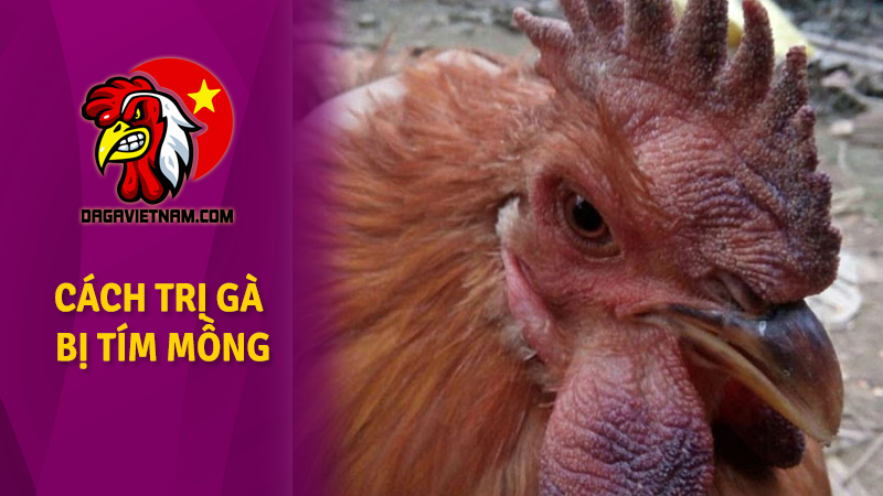 Cách trị gà bị tím mồng hiệu quả trước khi quá muộn