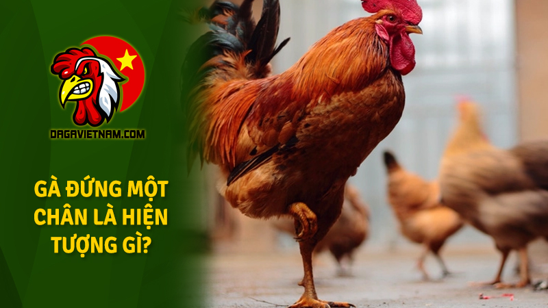 Tại sao gà đứng một chân? Lý do gà ngủ 1 chân là gì?