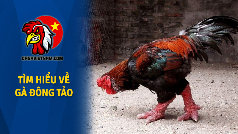 Gà Đông Tảo xuất xứ từ đâu? Đôi nét về gà Đông Tảo lai